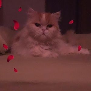 Meet your Posher, Gina